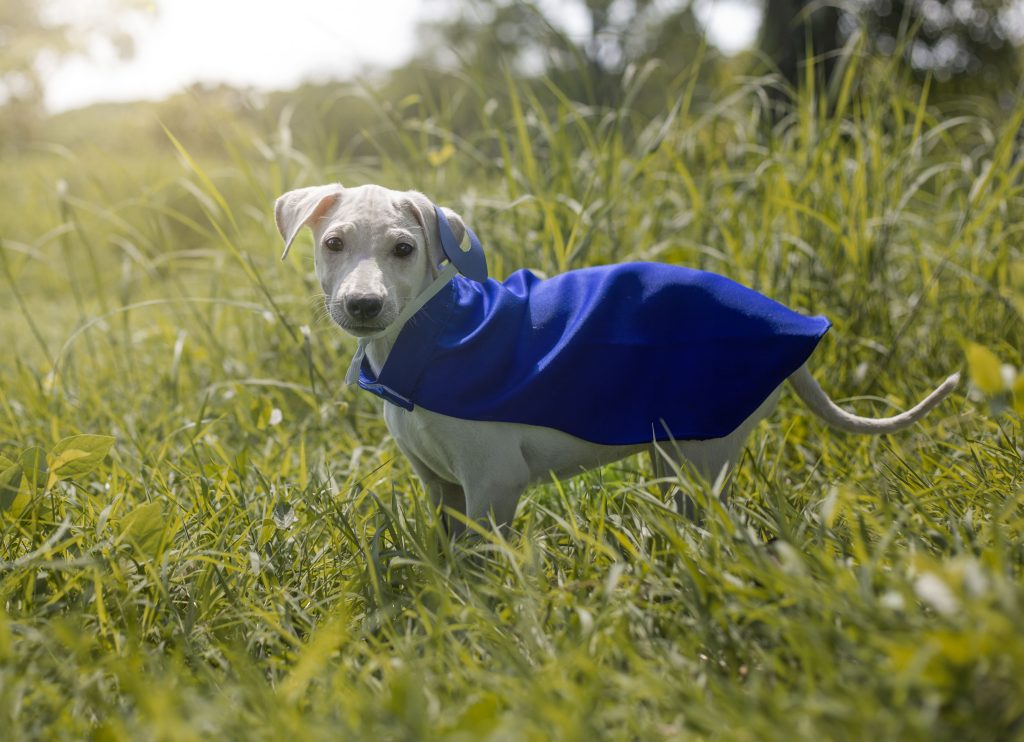 perro-1024x742.jpg