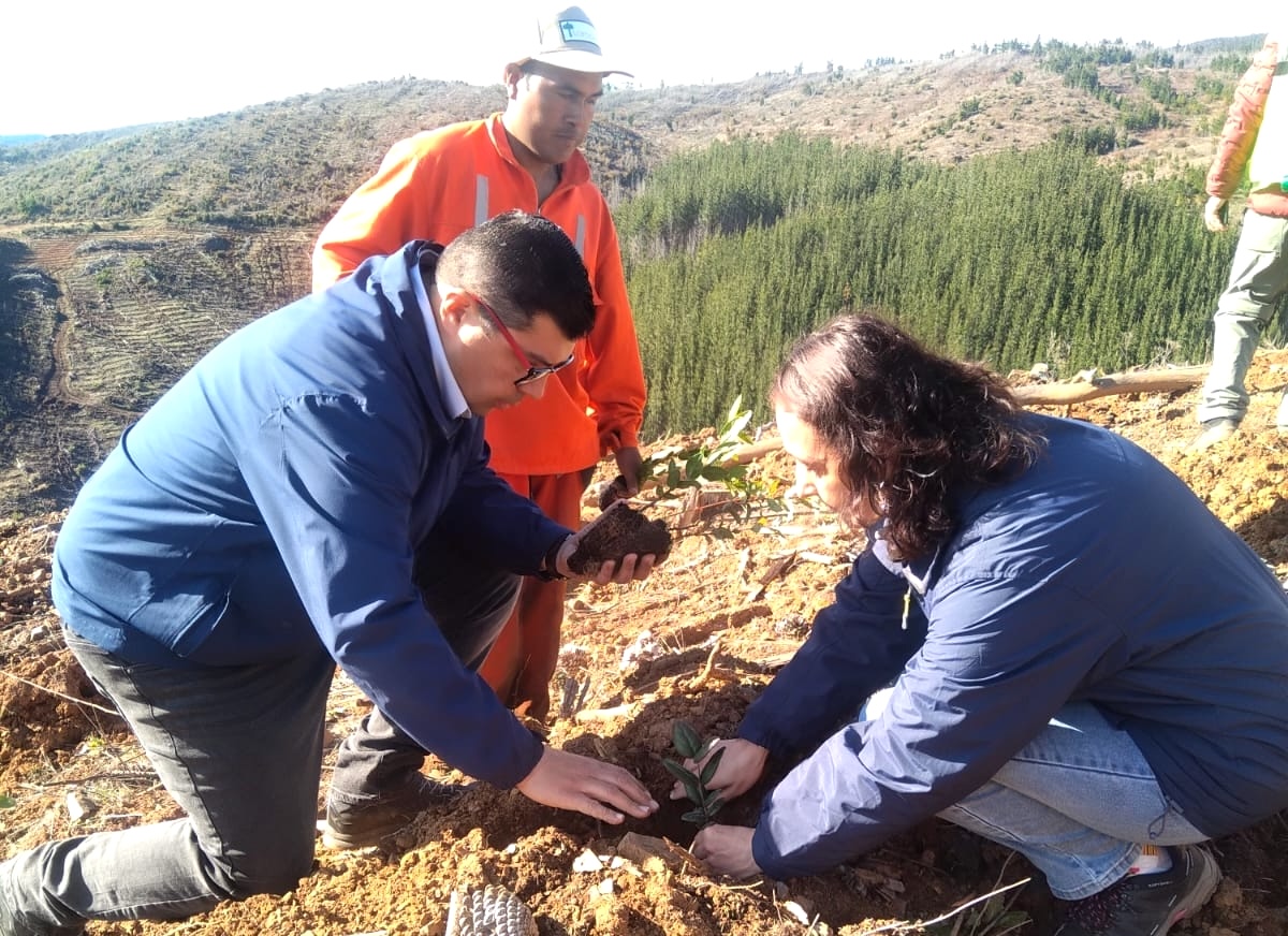 Plantaciones Ñuble 5