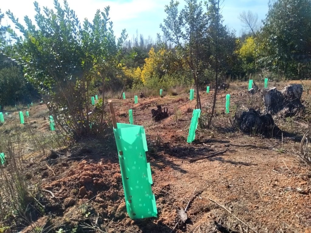 Plantaciones Biobío 4